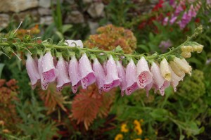 Flower Mix 12